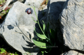 Φριτιλλαρια (Fritillaria obliqua) στην Αττικη