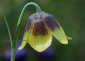 Φριτιλαρια (Fritillaria rhodocanakis) στην Υδρα