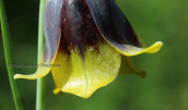 Φριτιλαρια (Fritillaria rhodocanakis) στην Υδρα
