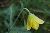 Φριτιλαρια (Fritillaria conica) στη Μεσσηνια