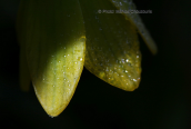 Φριτιλαρια (Fritillaria conica) στη Μεσσηνια