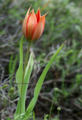 Τουλιπα (Tulipa undulatifolia) στη Βοιωτια