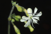 Σιληνη (Silene gigantea) στους Δελφους