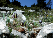 Φριτιλαριες (Fritillaria graeca) στη Παρνηθα