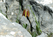 Φριτιλαρια (Fritillaria graeca) στη Παρνηθα