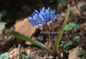 Σκιλλα η διφυλλη (Scilla bifolia) στη Παρνηθα