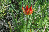 Τουλιπα (Tulipa hageri) στη Παρνηθα
