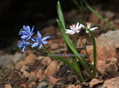 Σκιλλα η διφυλλη (Scilla bifolia) στη Παρνηθα