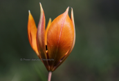 Τουλιπα (Tulipa orphanidea) στη Παρνηθα