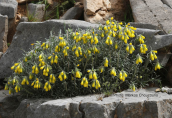 Onosma erecta στη Κρητη
