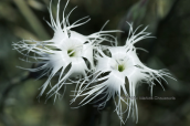 Διανθος (Dianthus crinitus) στη Ροδο