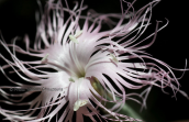 Διανθος (Dianthus crinitus) στη Ροδο