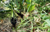 Arum dioscoridis στη Ροδο