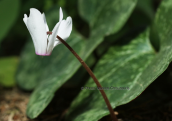 Κυκλαμινο (Cyclamen peloponnesiacum subsp. rhodense) στη Ροδο