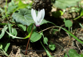 Κυκλαμινο (Cyclamen peloponnesiacum subsp. rhodense) στη Ροδο
