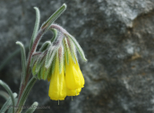 Onosma erecta στη Κρητη