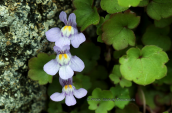 Cymbalaria muralis στα Χανια