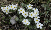 Androsace villosa στο Φαλακρο