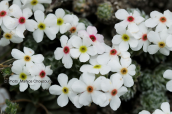 Androsace villosa στο Φαλακρο