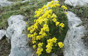 Saxifraga ferdinandi-coburgi στο Φαλακρο