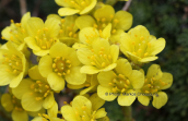 Saxifraga ferdinandi-coburgi στο Φαλακρο