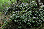 Haberlea rhodopensis στο Φαλακρο