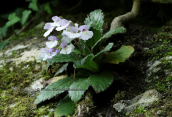 Haberlea rhodopensis στο Φαλακρο