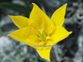 Κιτρινη τουλιπα (Tulipa australis) στη Παρνηθα