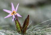 Erythronium dens-canis στο Φαλακρο