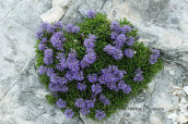 Globularia cordifolia στο Φαλακρο