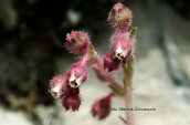 Saxifraga stribrnyi στο Φαλακρο