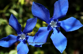 Gentiana verna στο Φαλακρο