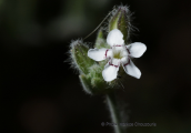Bolanthus graecus στη Παρνηθα