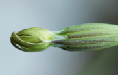 Silene oligantha ssp. parnesia στη Παρνηθα