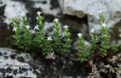 Asperula baenitzii στην Παρνηθα