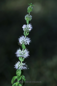 Φλησκουνι (Mentha pulegium) στη Παρνηθα
