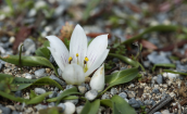 Androcymbium rechingeri στη δυτικη Κρητη