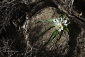 Androcymbium rechingeri στη δυτικη Κρητη