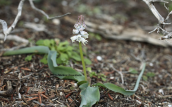 Bellevalia brevipedicellata στη δυτικη Κρητη