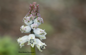Bellevalia brevipedicellata στη δυτικη Κρητη