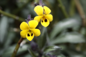 Viola scorpiuroides στη δυτικη Κρητη