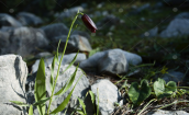 Φριτιλλαρια (Fritillaria obliqua) στην Αττικη