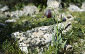 Φριτιλλαρια (Fritillaria obliqua) στην Αττικη