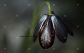 Φριτιλλαρια (Fritillaria obliqua) στην Αττικη