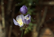 Allium gomphrenoides στη Μανη
