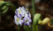 Allium gomphrenoides στη Μανη