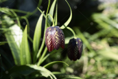 Φριτιλαρια (Fritillaria davisii) στη Μανη