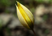Τουλιπα (Tulipa orphanidea) στη Παρνηθα