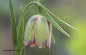Φριτιλαρια (Fritillaria pontica) στο νομο Εβρου