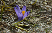 Κροκος (Crocus veluchensis) στο ορος Περιστερι στη Πινδο